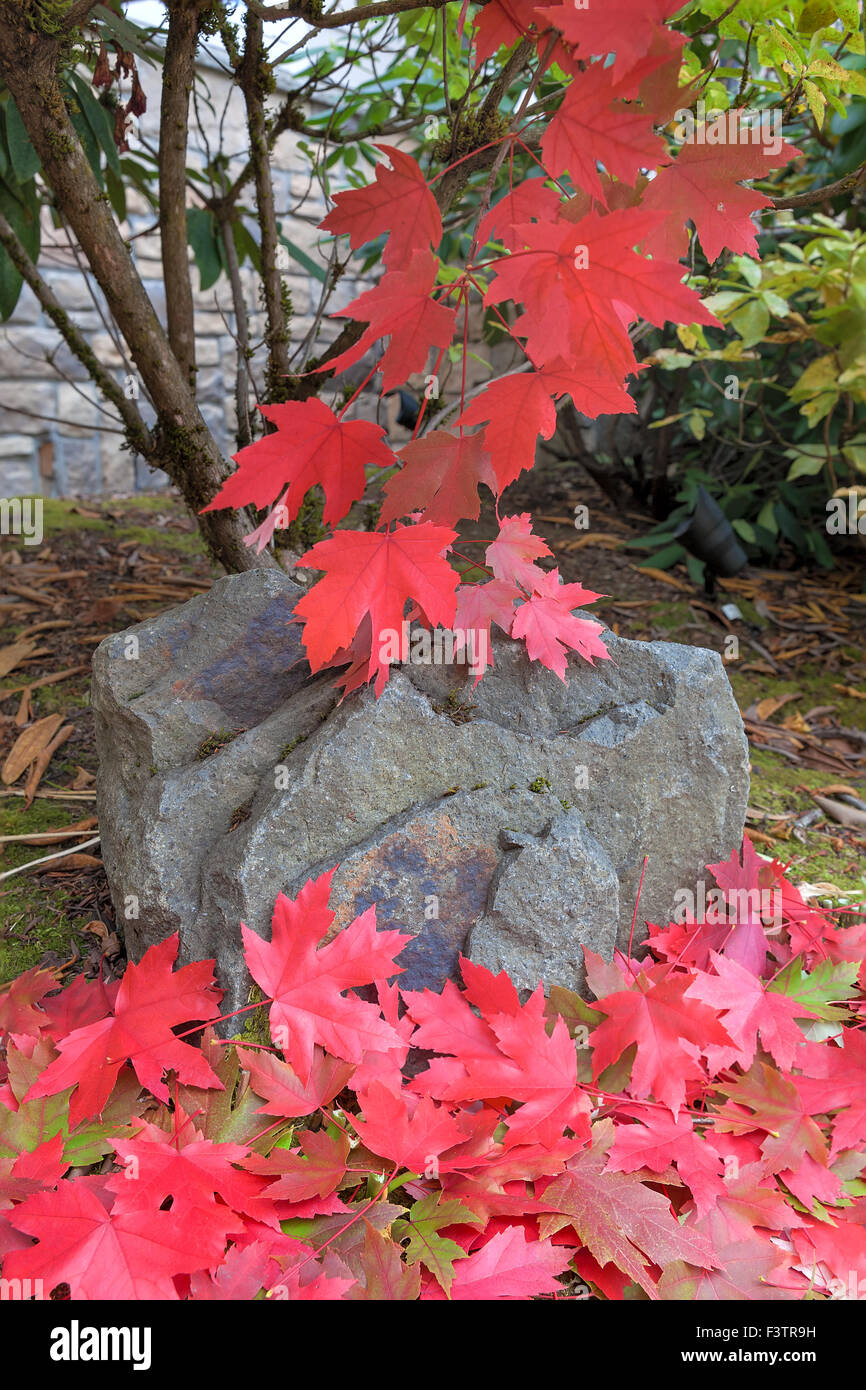 Roccia sotto l'Acero coperto di rosso fogliame durante la stagione autunnale in giardino Foto Stock