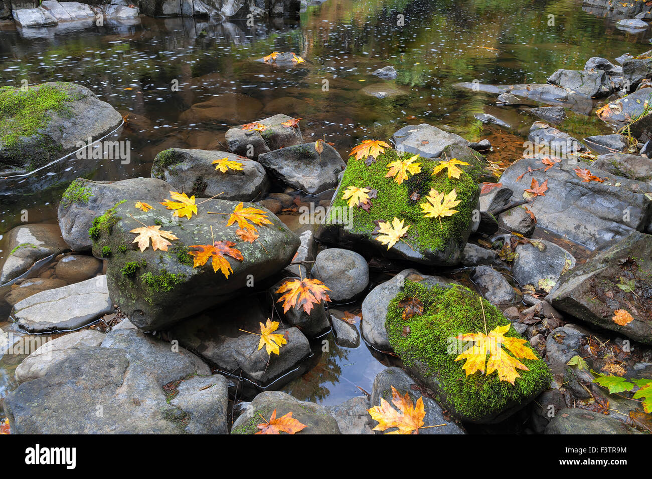 Foglie di acero sul muschio coperto le rocce in Cedar Creek nello Stato di Washington durante la stagione autunnale Foto Stock