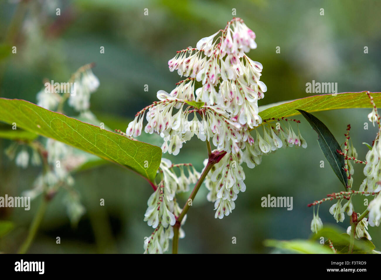 Giapponese Knotweed Fallopia japonica, Reynoutria japonica, pianta di fioritura Foto Stock