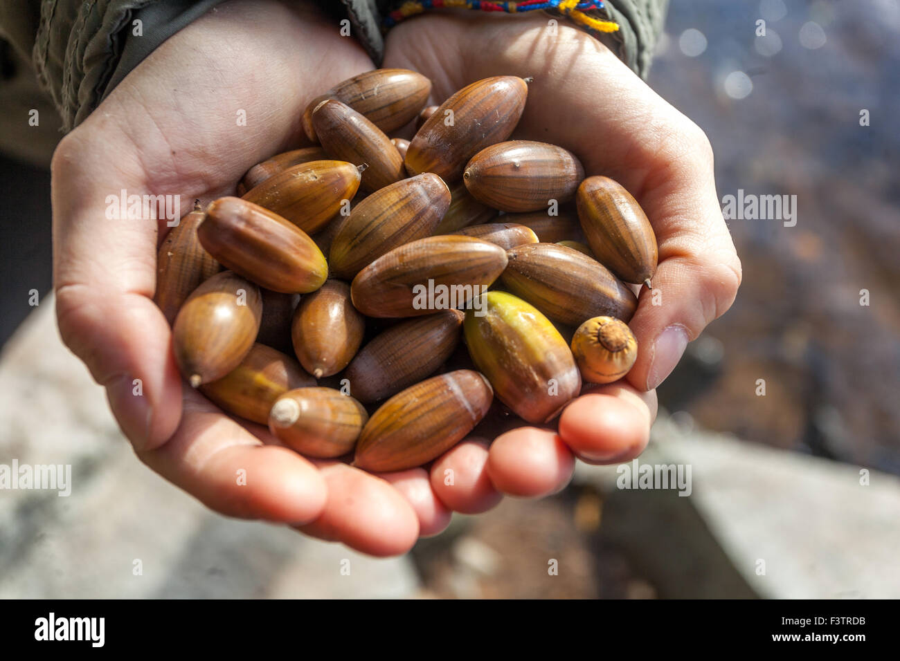 Autunno quercia acorns nelle palme, mani handful Foto Stock
