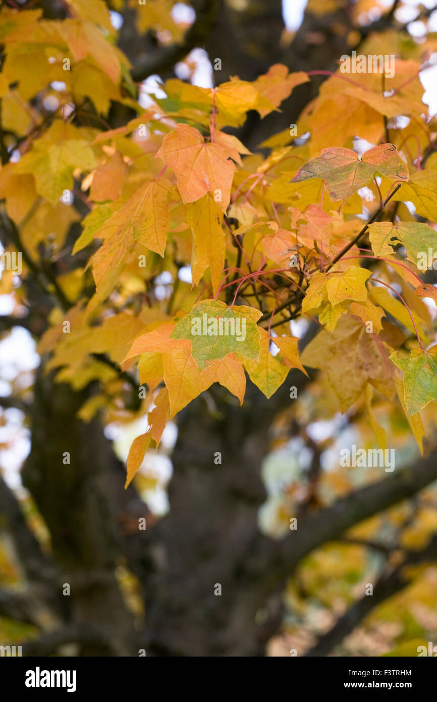 Acer platanoides 'Stollii' in autunno. Foto Stock