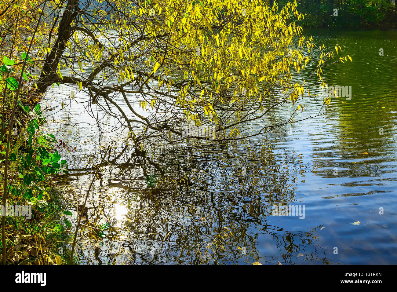 Ramo di albero sul lago al giorno di sole nella stagione autunnale Foto Stock