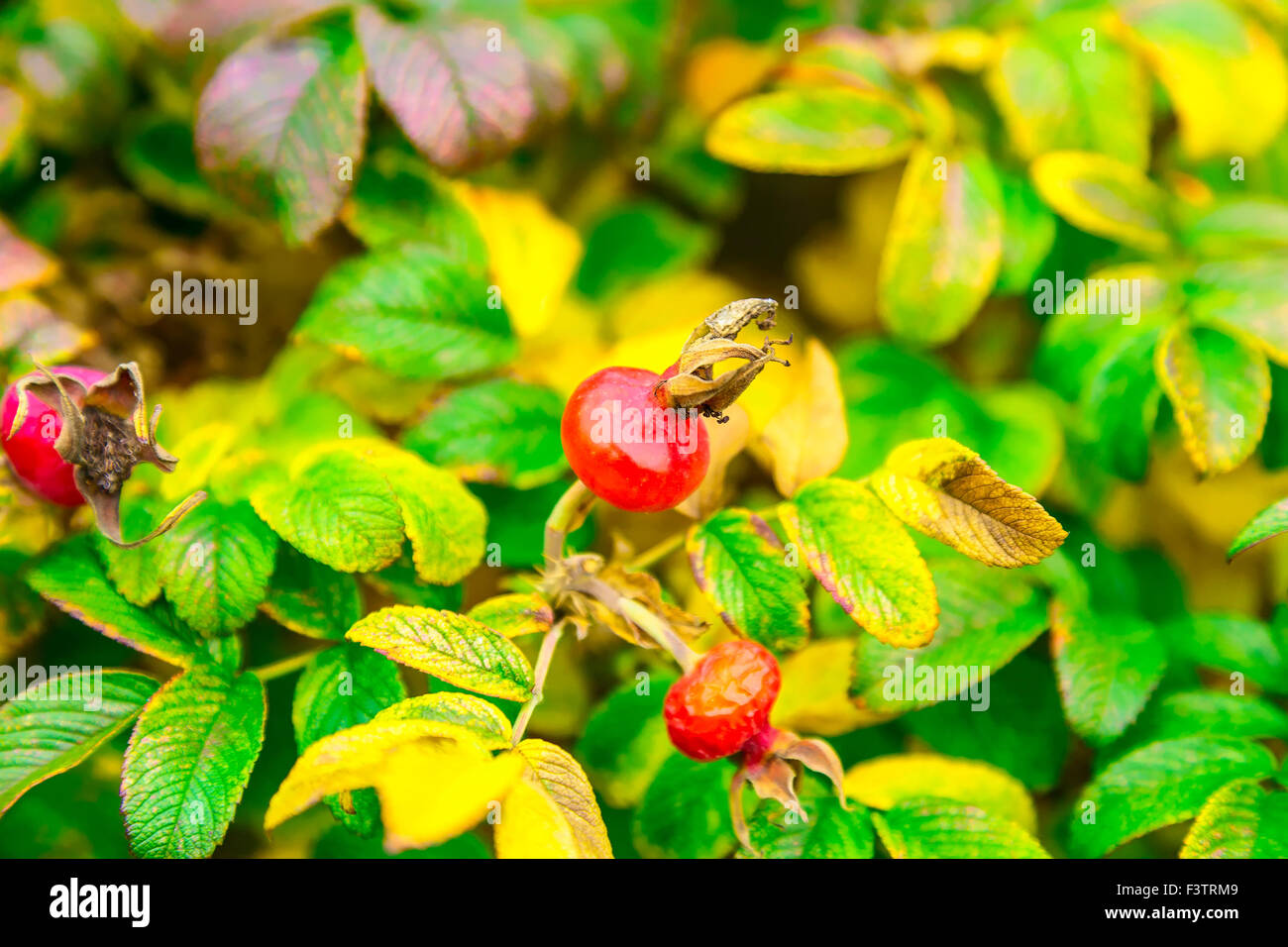 Boccola del Dog-Rose con frutti di bosco in Autunno Foto Stock