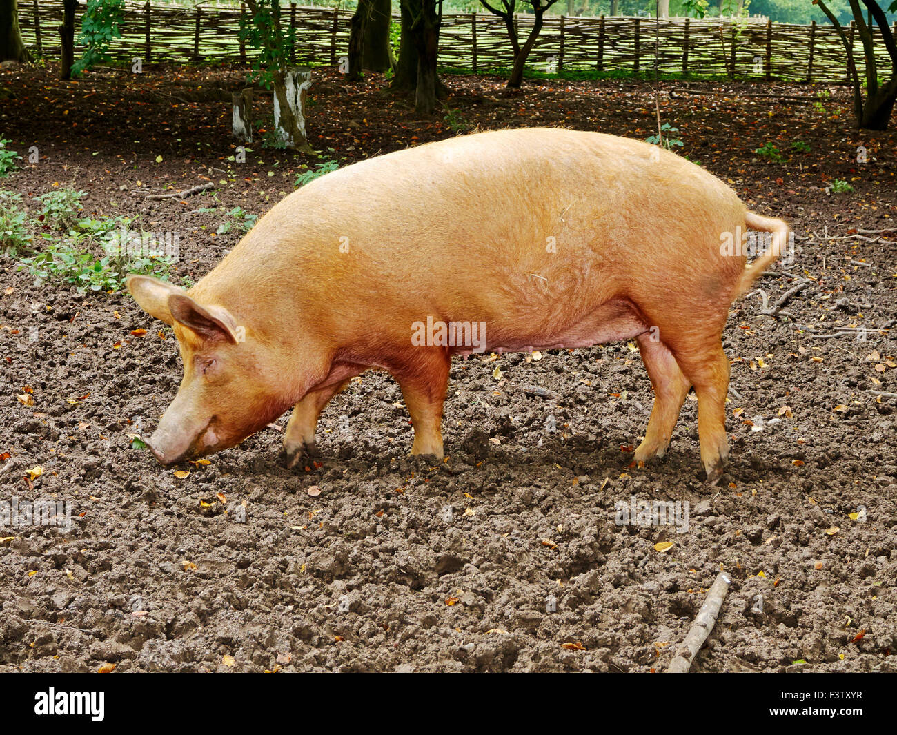 Tamworth scrofe rovistando in una penna fangoso con recinto e versato in rappresentanza di agricoltura del XVI secolo. Foto Stock