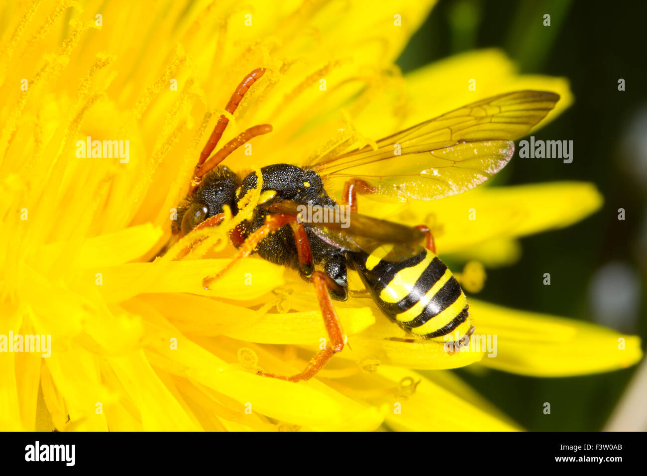 Gooden è il Nomad Bee (Nomada goodeniana) femmina adulta alimentando in un fiore di tarassaco. Powys, Galles. Aprile. Foto Stock