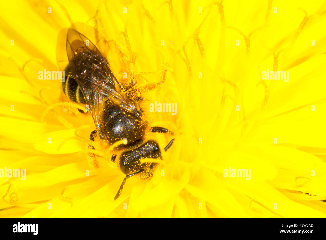 Orange zampe solco-bee (Halictus rubicundus) femmina adulta alimentando in un fiore di tarassaco. Powys, Galles. Aprile. Foto Stock