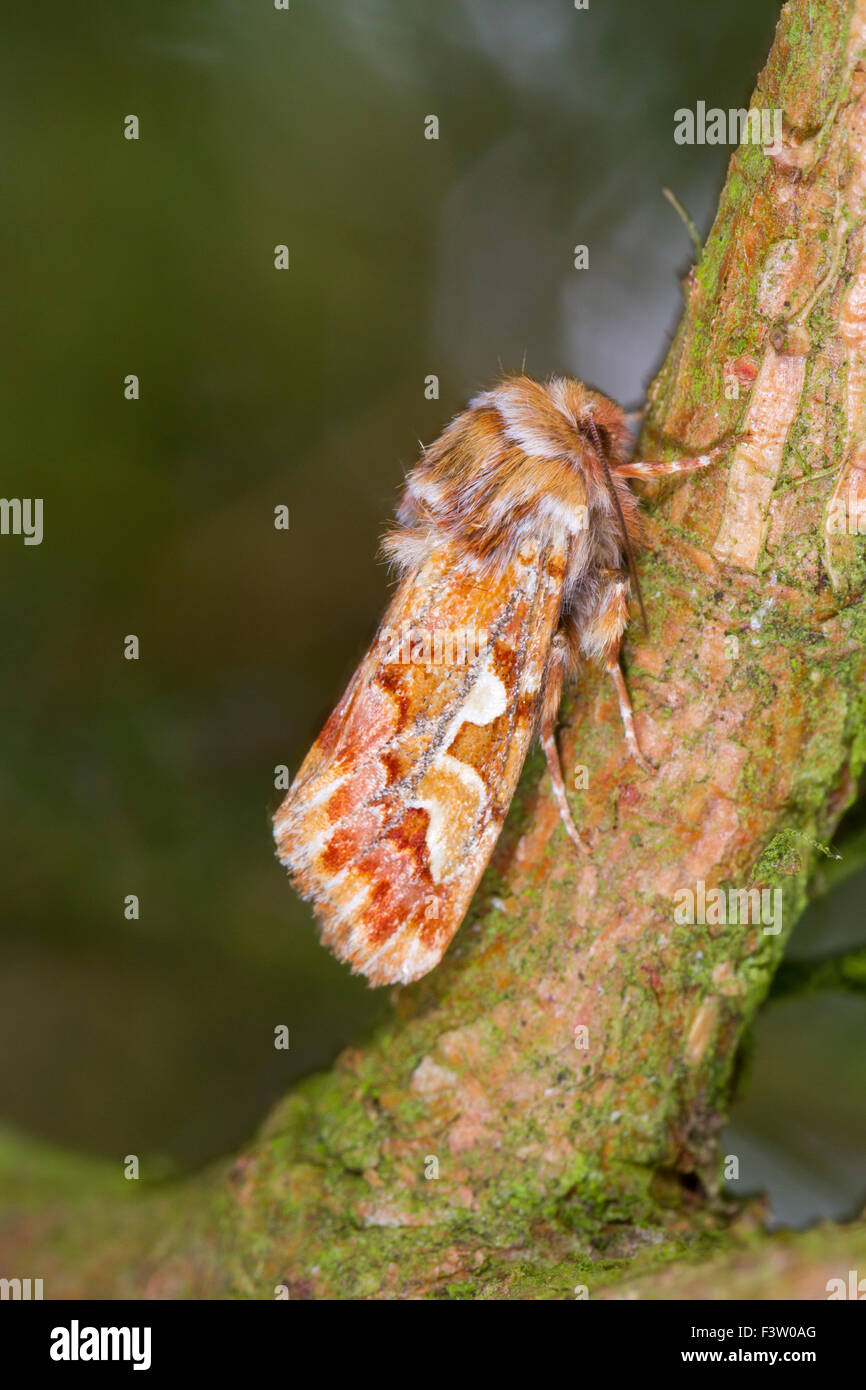 La bellezza di pino (Panolis flammea) falena adulta in appoggio su di un ramo di abete rosso. Powys, Galles. Aprile. Foto Stock