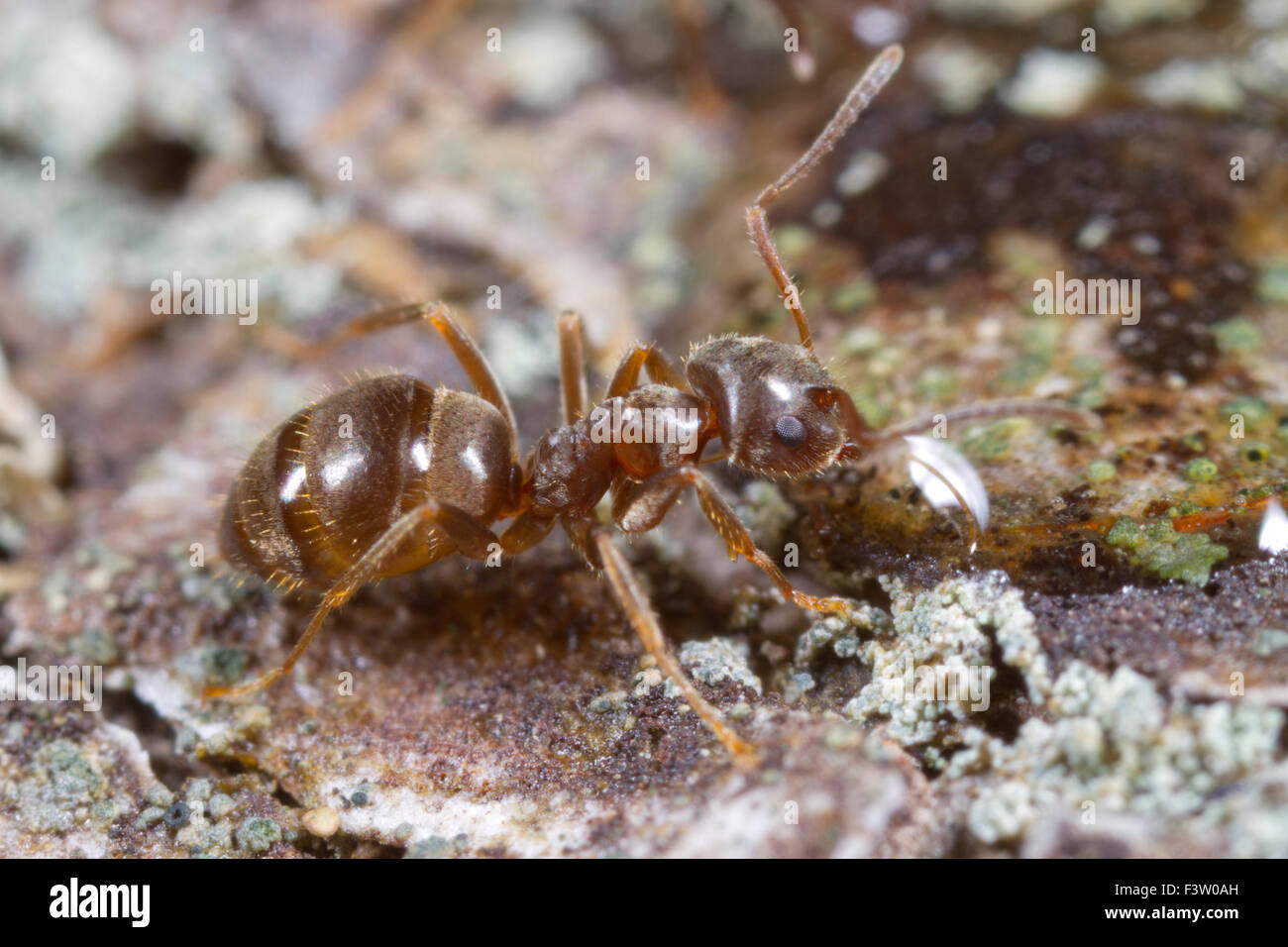 Ant (Lasius platythorax) adulto workerfeeding sullo zucchero acqua esca. Shropshire, Inghilterra. Aprile. Foto Stock