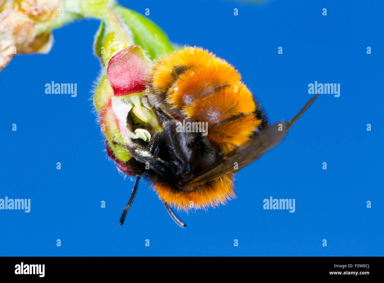 Bruno Mining Bee (Andrena fulva) femmina alimentazione su un ribes (Ribes uva-crispa) di fiori in un giardino. Powys, Galles. Aprile. Foto Stock