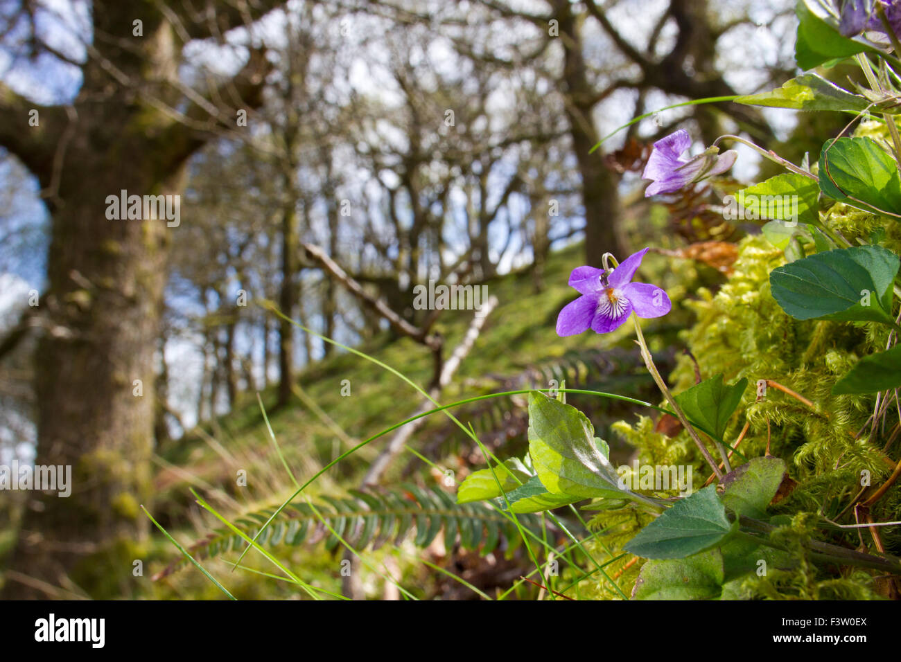 Cane comune viola (Viola riviniana) fioritura nel bosco di querce. Powys, Galles. Maggio. Foto Stock
