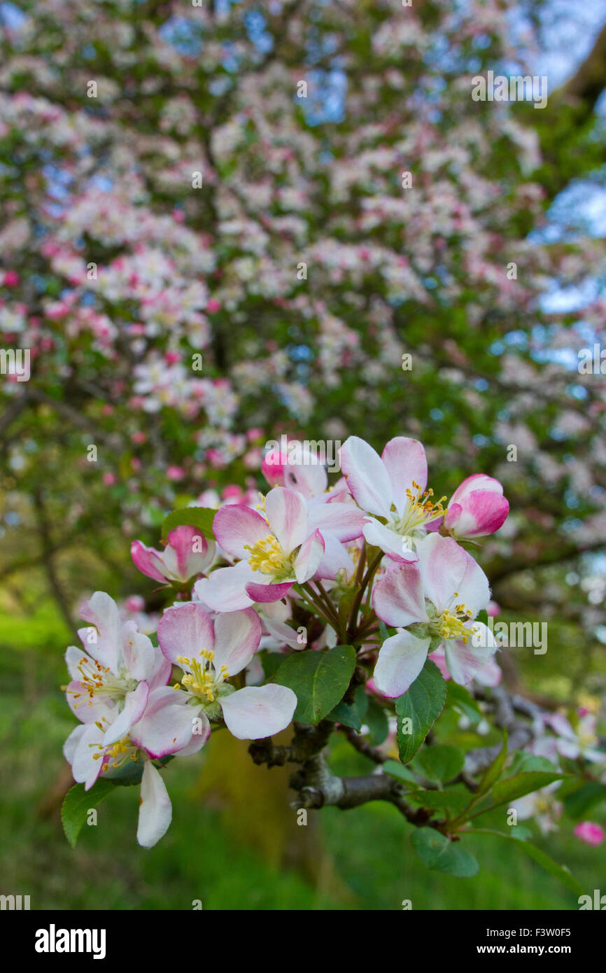 Wild (granchi) Apple (malus domestica) fioritura sul bordo del bosco. Powys, Galles. Maggio. Foto Stock