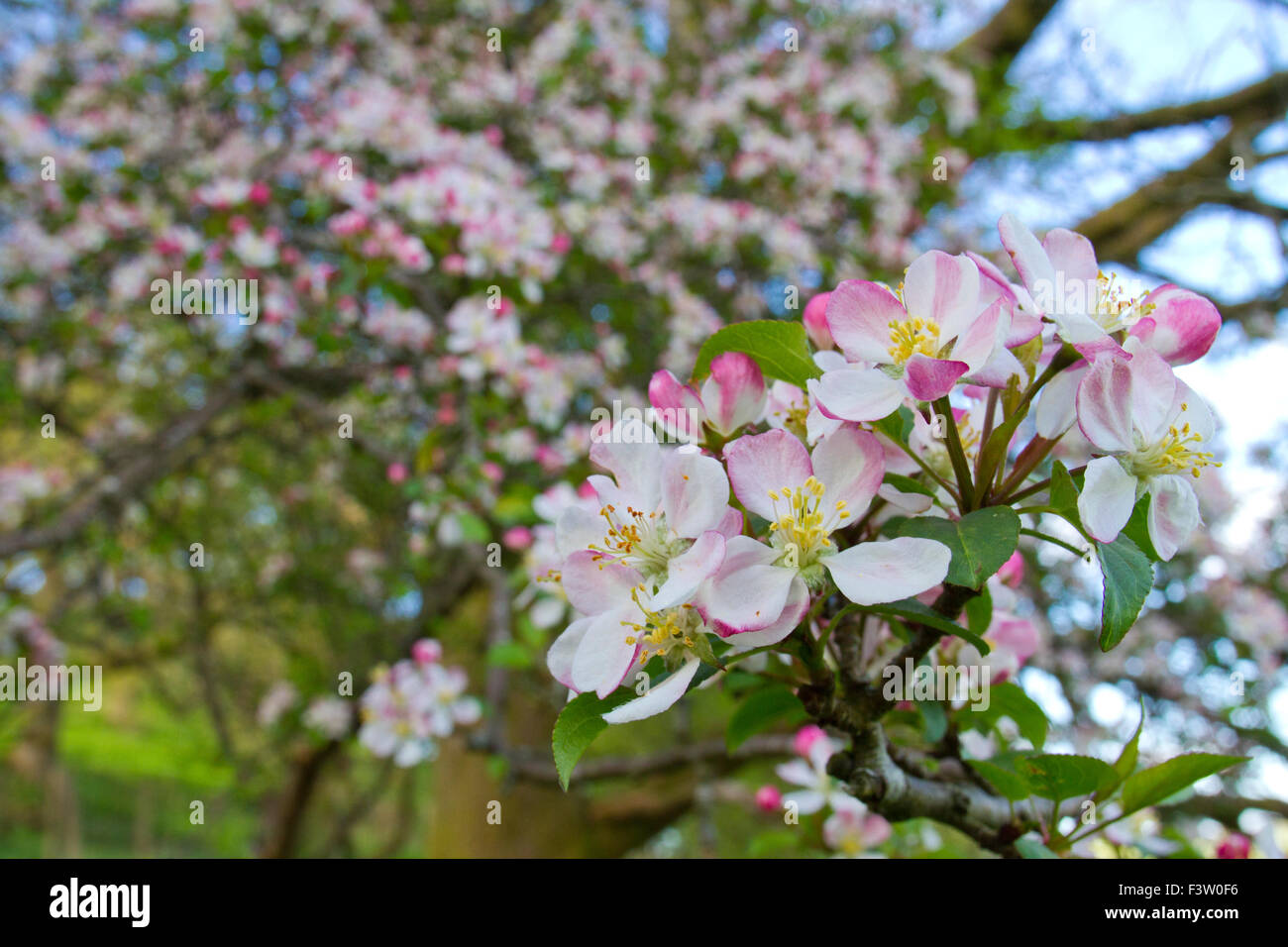 Wild (granchi) Apple (malus domestica) fioritura sul bordo del bosco. Powys, Galles. Maggio. Foto Stock