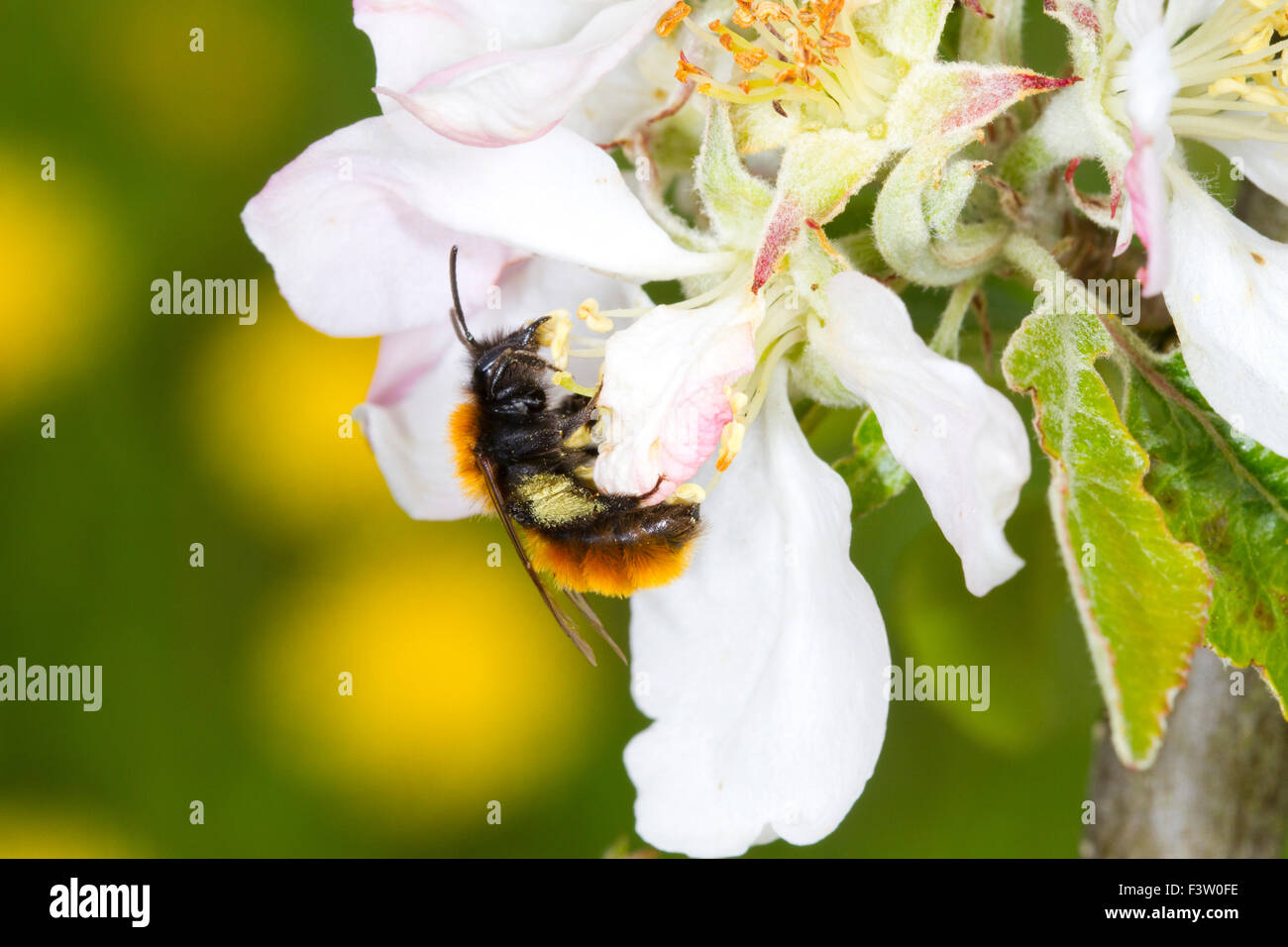 Bruno Mining Bee (Andrena fulva) femmina adulta di alimentazione e di impollinazione del fiore coltivate apple (malus domestica). Foto Stock