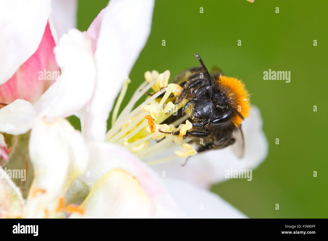 Bruno Mining Bee (Andrena fulva) femmina adulta di alimentazione e di impollinazione del fiore coltivate apple (malus domestica). Foto Stock