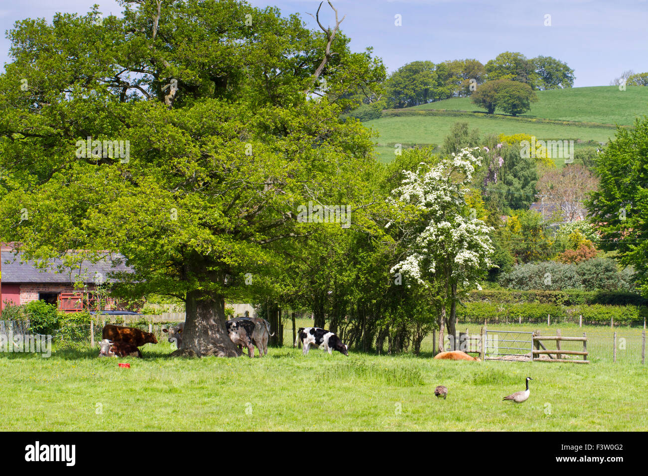 Bovini sotto una quercia in pascolo. Powys, Galles. Maggio. Foto Stock