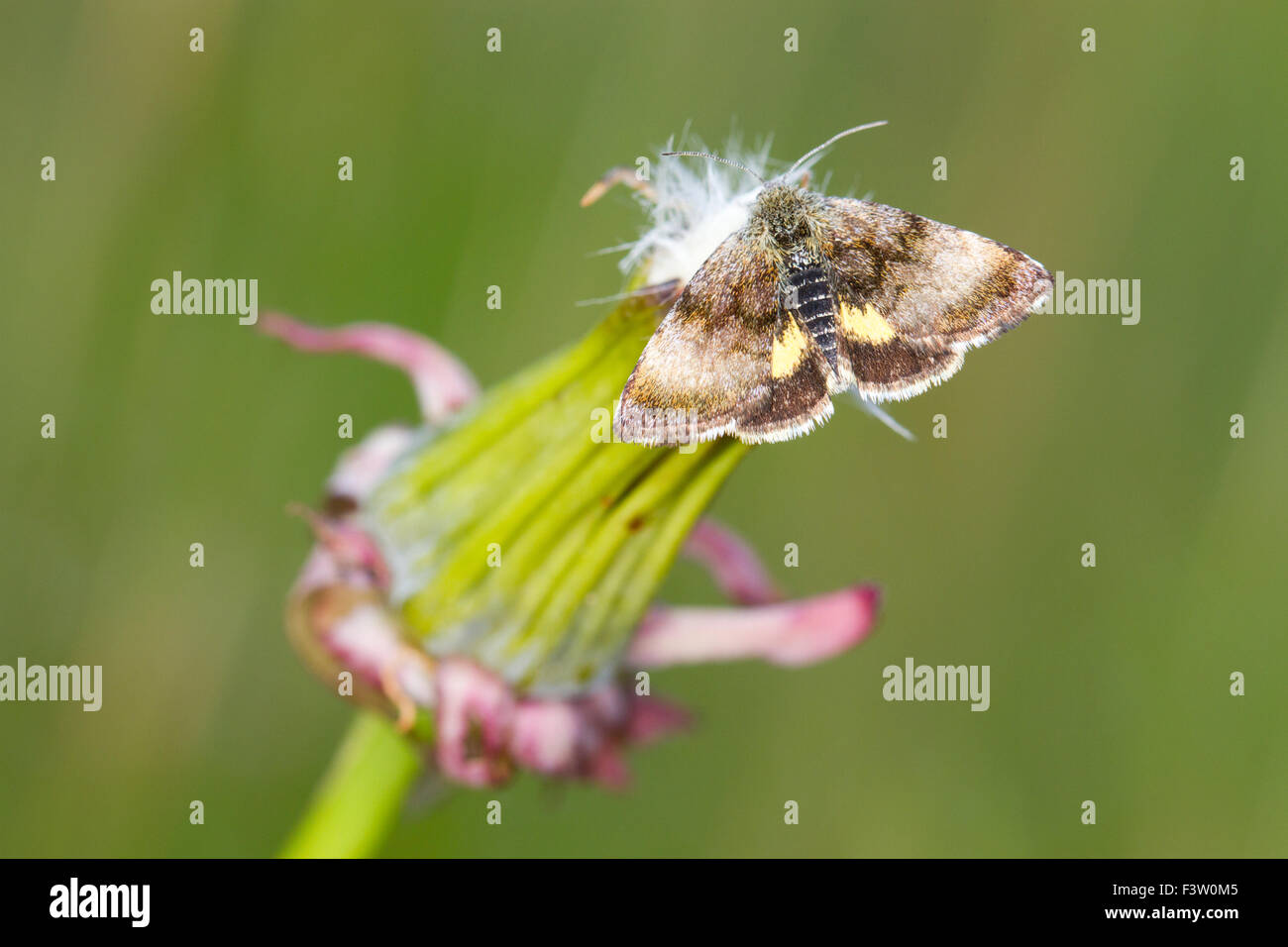Piccolo giallo Underwing (Panemeria tenebrata) giornata adulti-flying moth. Powys, Galles. Maggio. Foto Stock
