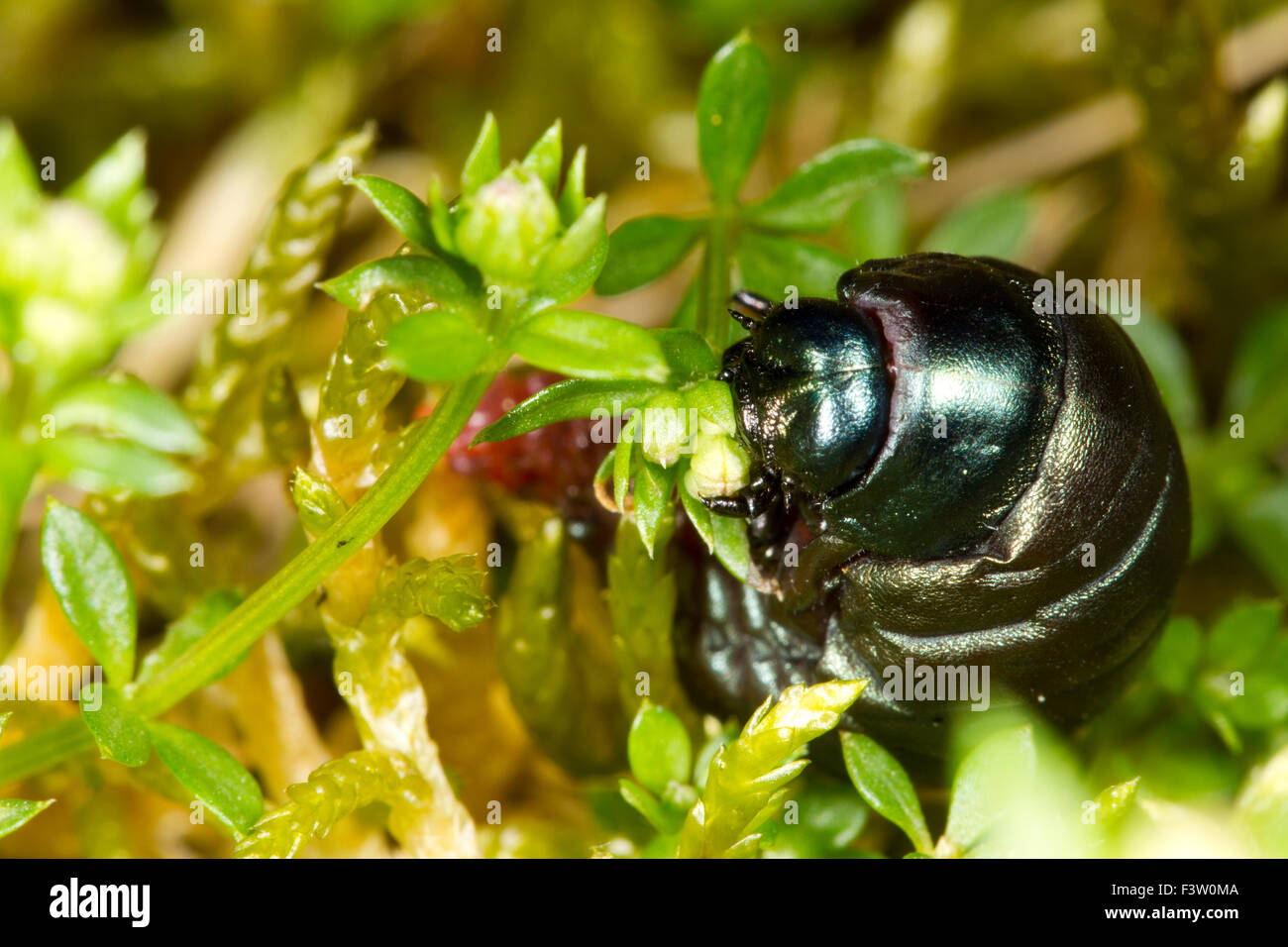 Sanguinosa naso-beetle (Timarcha tenebricosa) vicino full cresciuto larva alimentazione su Heath Bedstraw (Galium saxatile). Powys, Galles. Maggio. Foto Stock