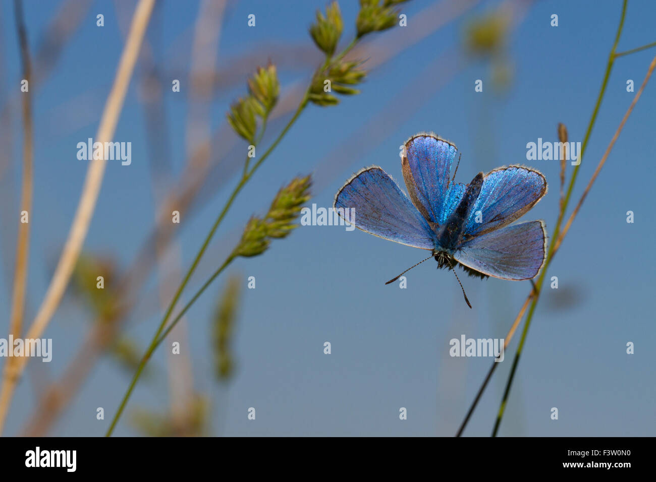 Adonis Blue Butterfly (Lysandra bellargus) maschio adulto crogiolarsi in inizio di mattina di sole. La Francia. Foto Stock