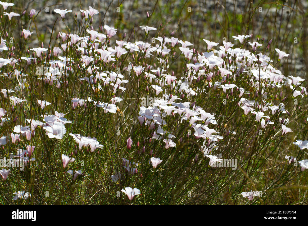 Bianco di lino (Linum suffruticosum salsoloides) fioritura sul Causse de Gramat, lotto regione, Francia. Maggio. Foto Stock