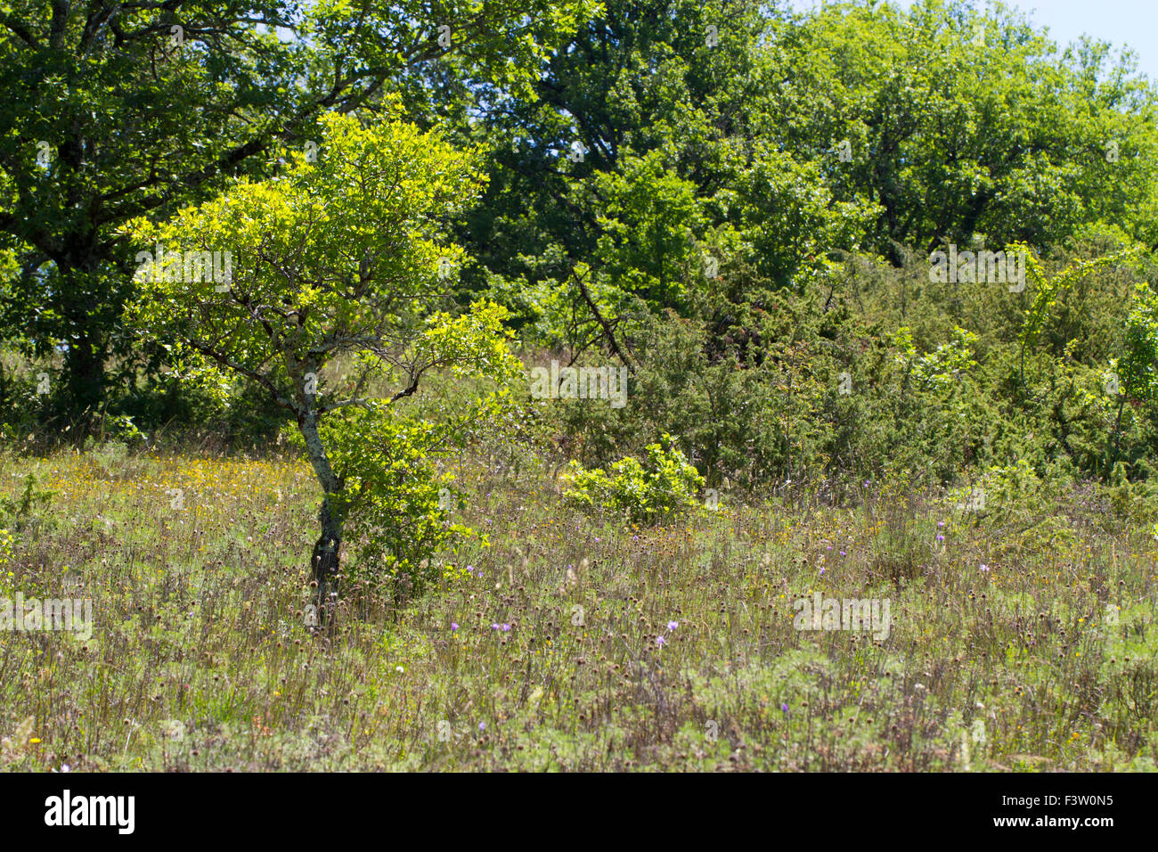 Habitat - Aprire il bosco / prato poco profondi sul suolo calcare. Recedono Montpellier Maple (Acer Monspessulanum). Foto Stock