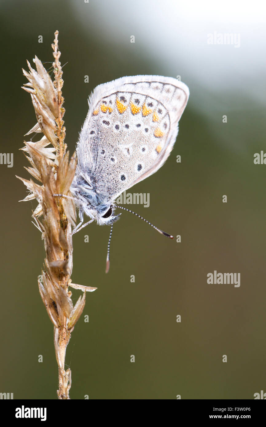 Comune di Blue Butterfly (Polyommatus icarus)maschio adulto sono ' appollaiati, coperte di rugiada. Causse de Gramat, lotto regione, Francia. Maggio. Foto Stock