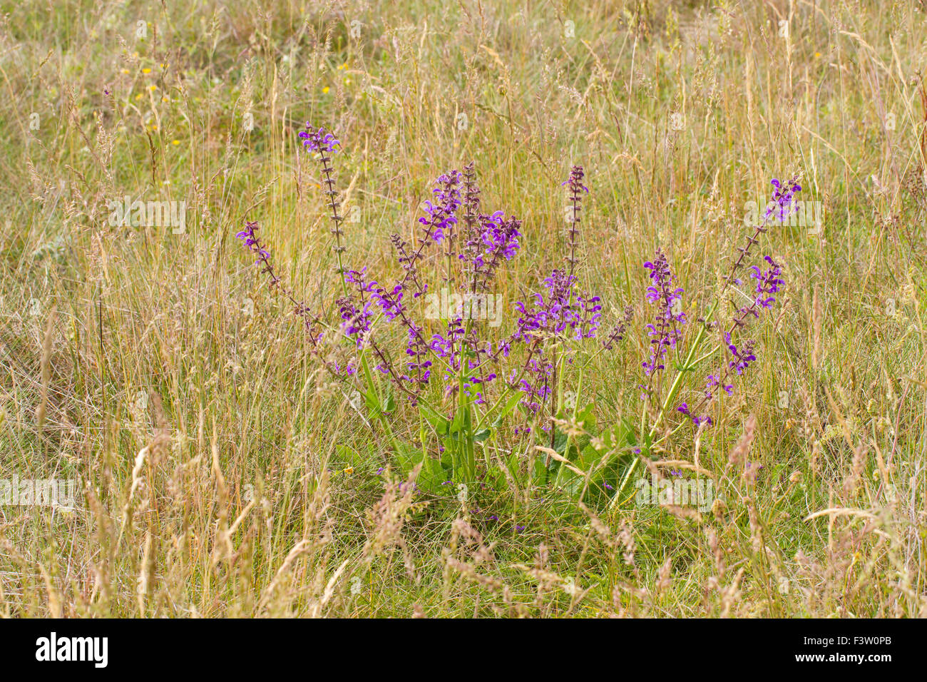 Meadow Clary (Salvia pratensis) impianto fioritura in un prato di fieno. Sul Causse de Gramat, lotto regione, Francia. Maggio. Foto Stock