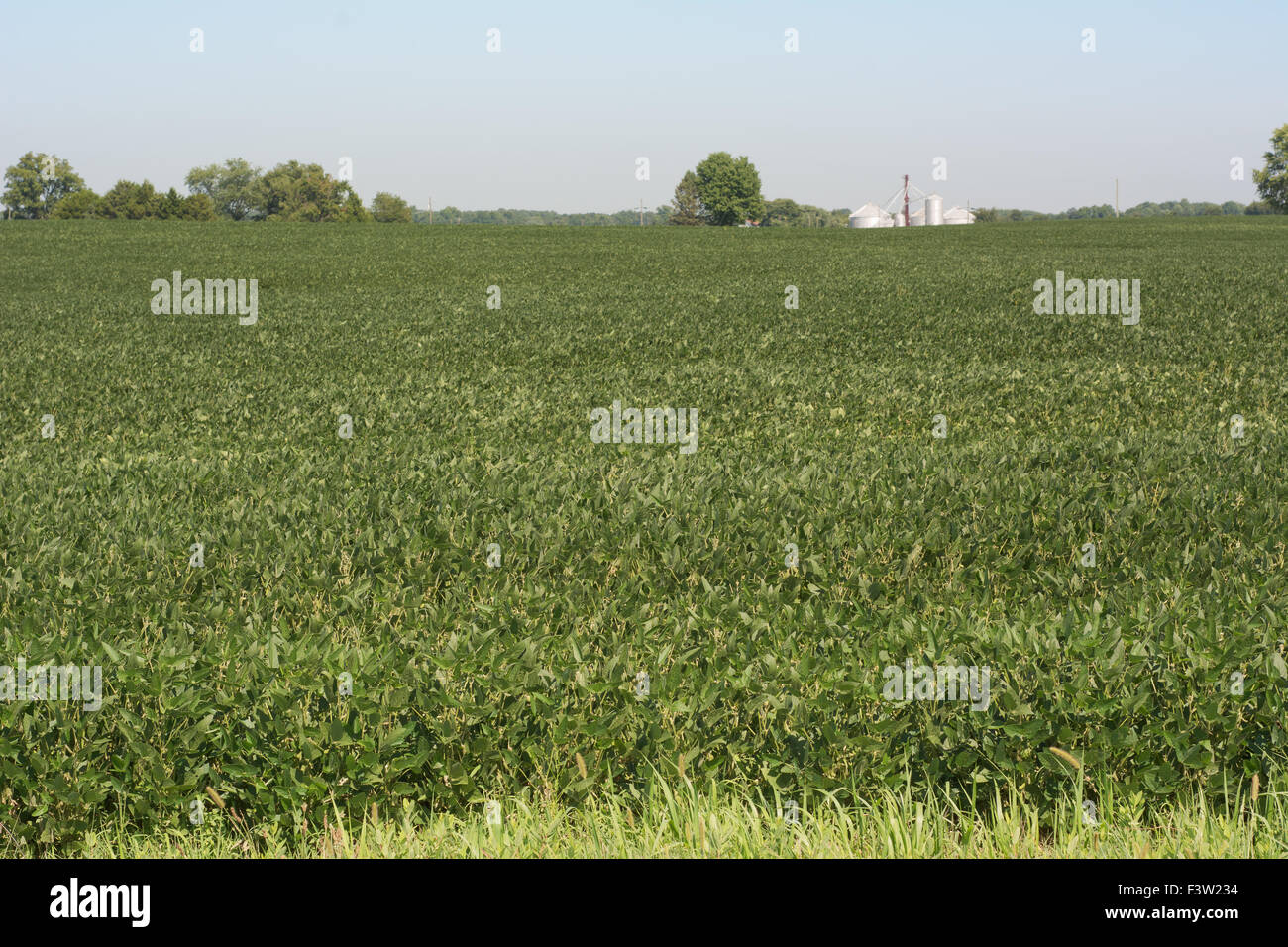 La coltivazione di semi di soia in Maryland come sano e nutriente Agricoltura Foto Stock