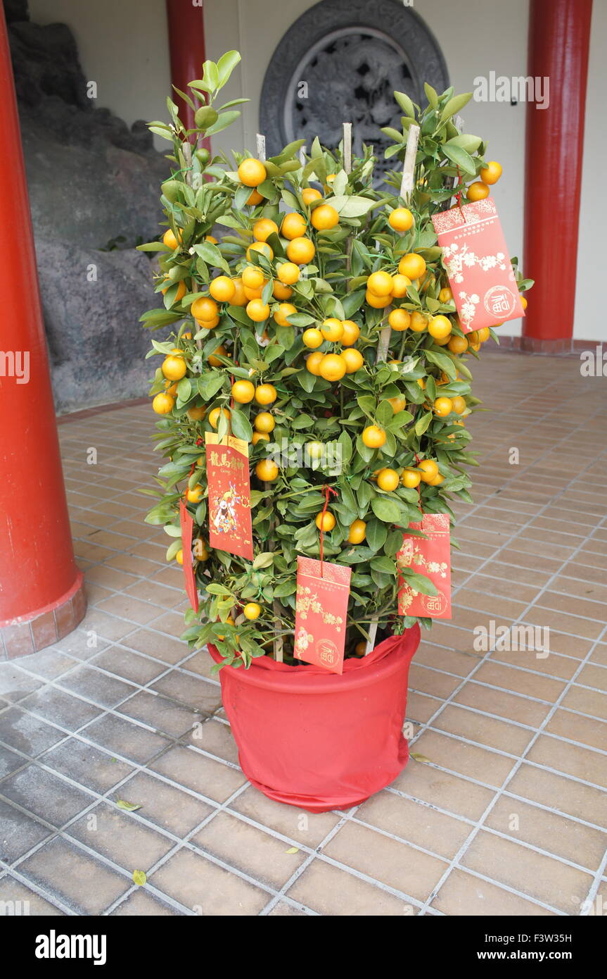 Lime Tree decorate con pacchetti di rosso per il nuovo anno cinese a significare la prosperità fortune Foto Stock