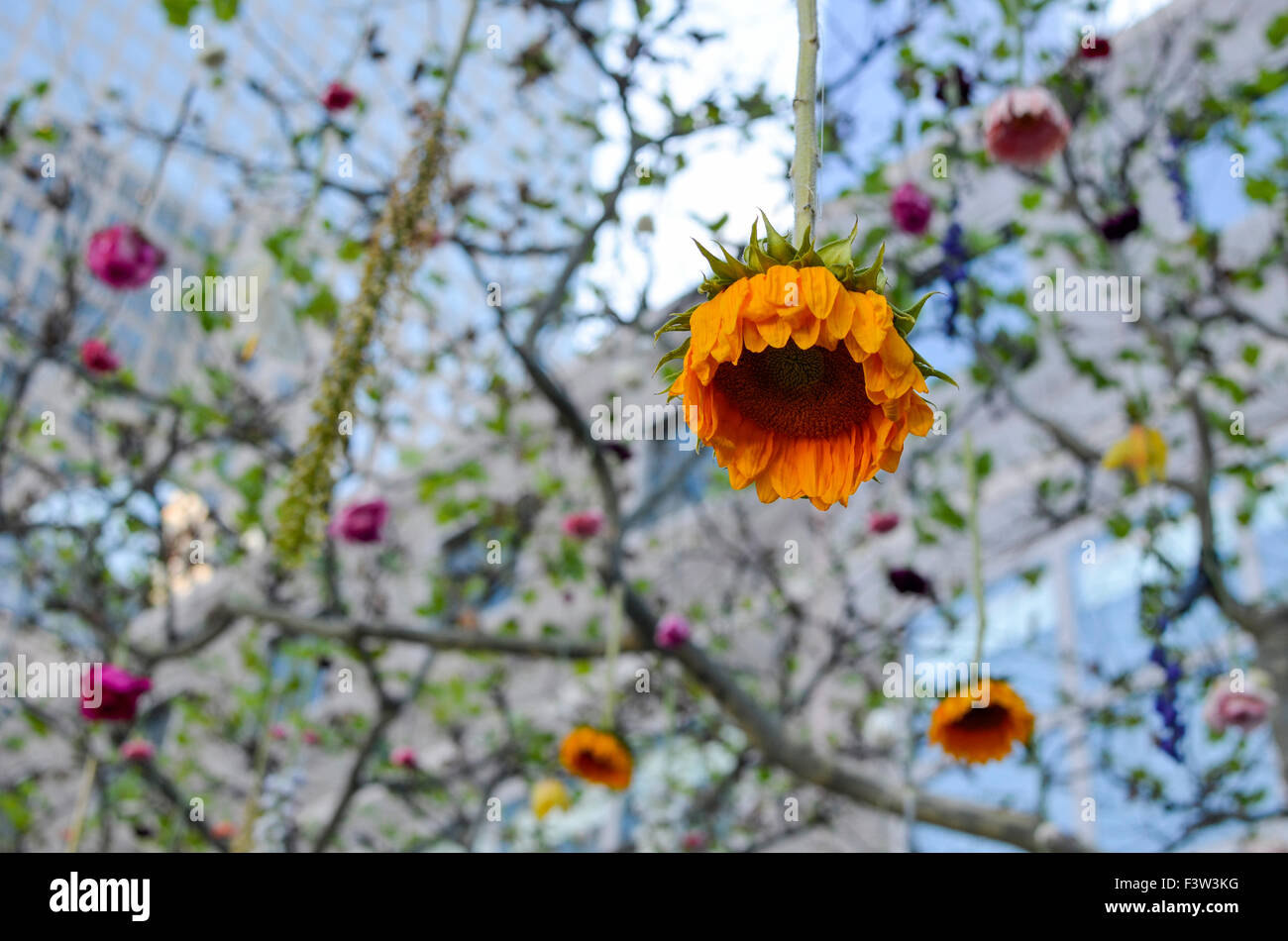 Il Fiore magnifico appesa in un romantico giardino Foto Stock