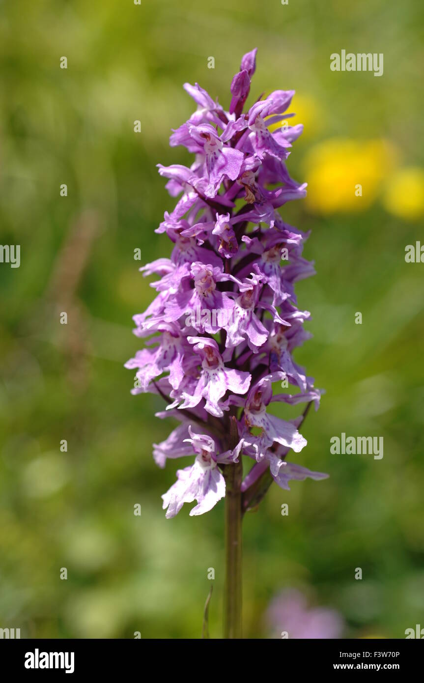 Western marsh orchid Foto Stock