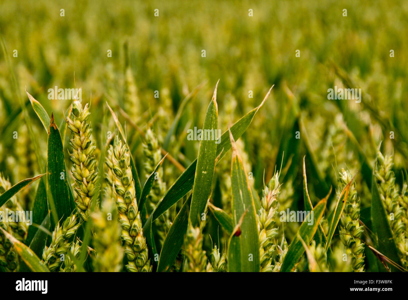 Cornfield Foto Stock