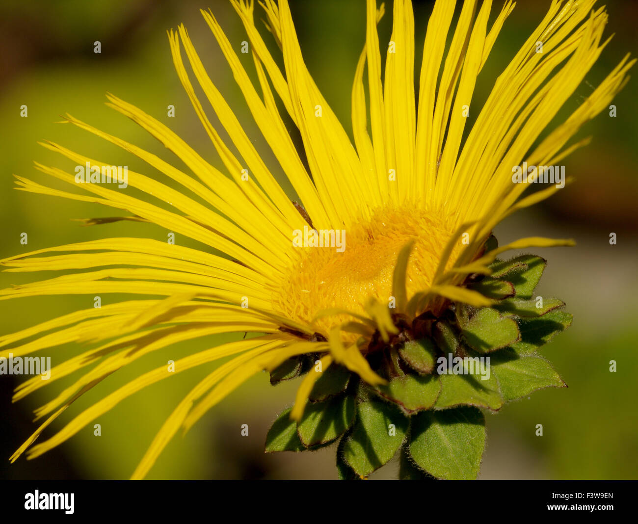 Inula magnifica Sunbeam Foto Stock