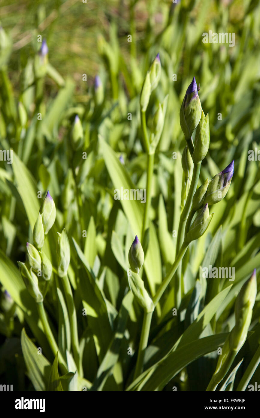 Iris germanica appena prima della fioritura Foto Stock