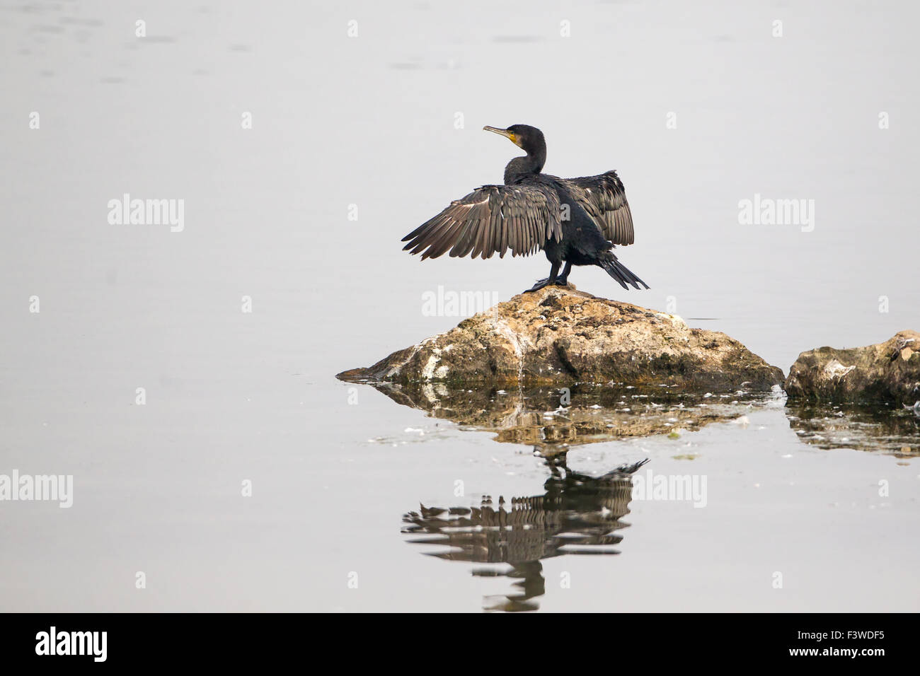 Cormorano Phalacrocorax carbo arroccata su una roccia con le sue alette estese in tipica posa e riflessa nelle acque calme al di sotto di Foto Stock
