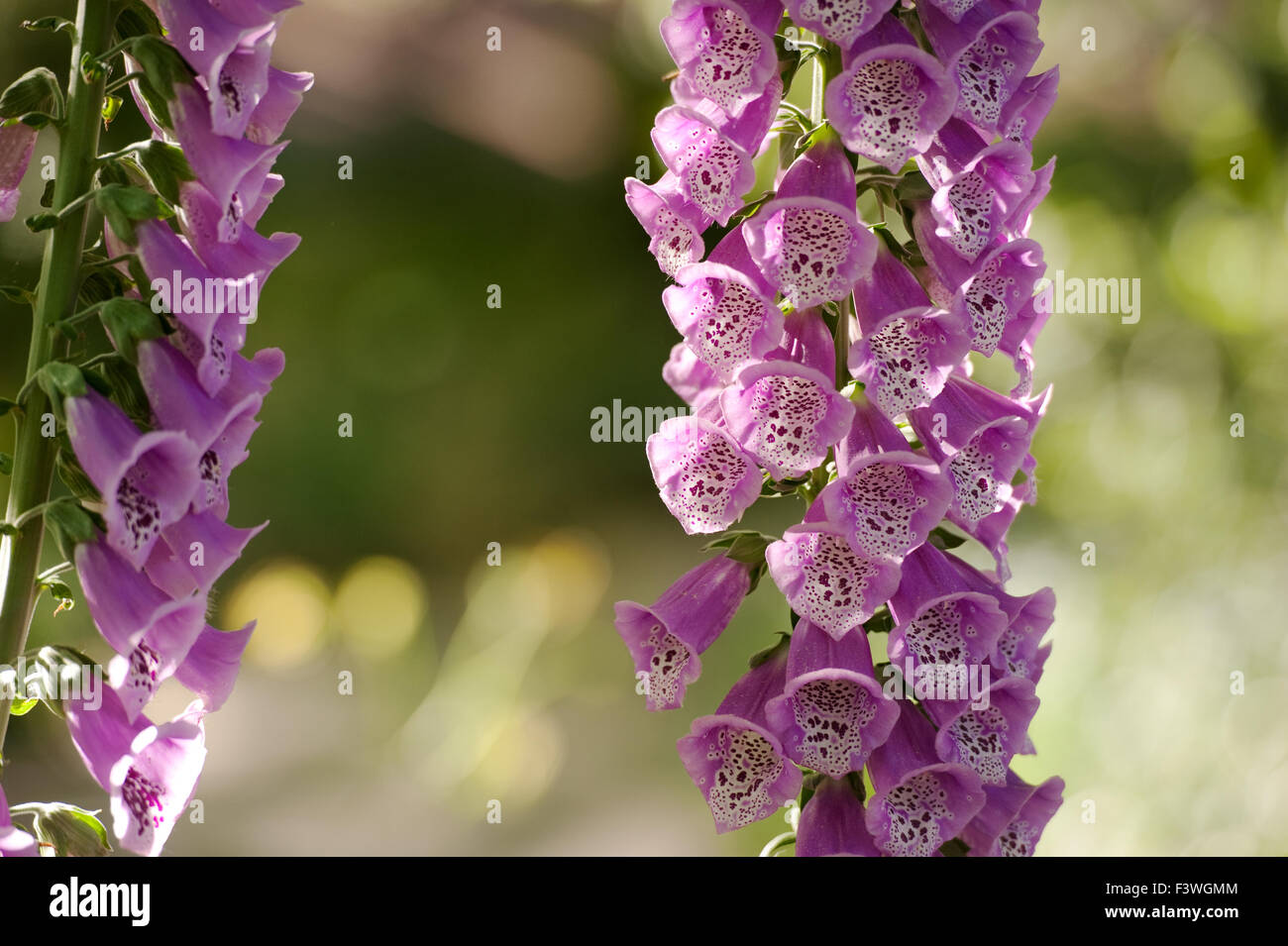 Digitalis purpurea (Comune Foxglove) Foto Stock