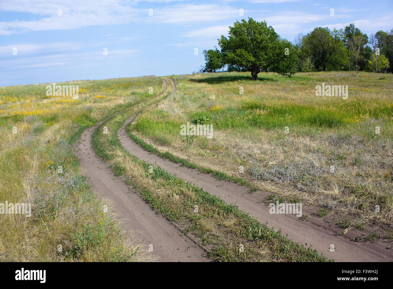 Vecchia Quercia lone tree Foto Stock