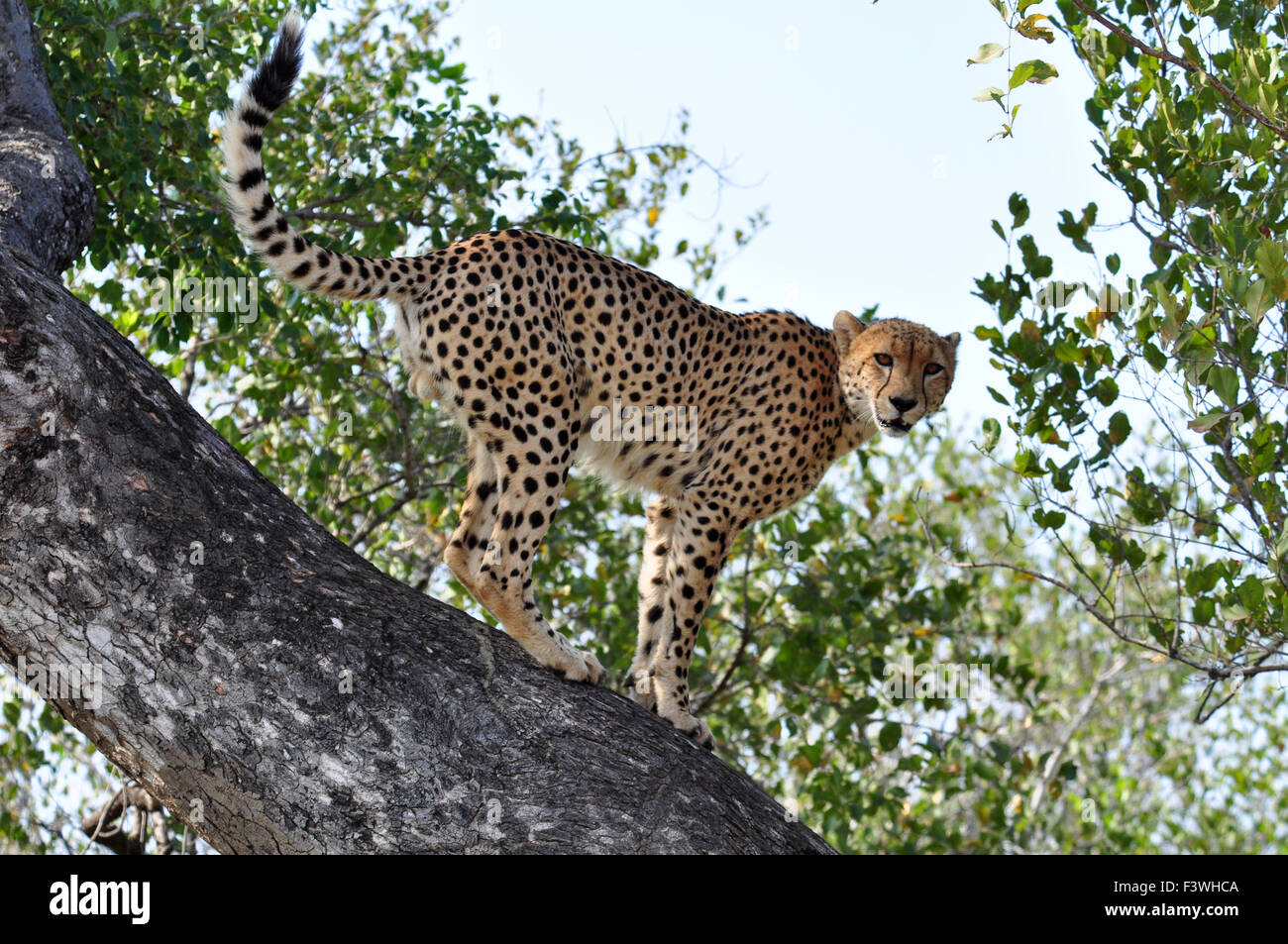 La fauna selvatica in Africa: Cheetah Foto Stock