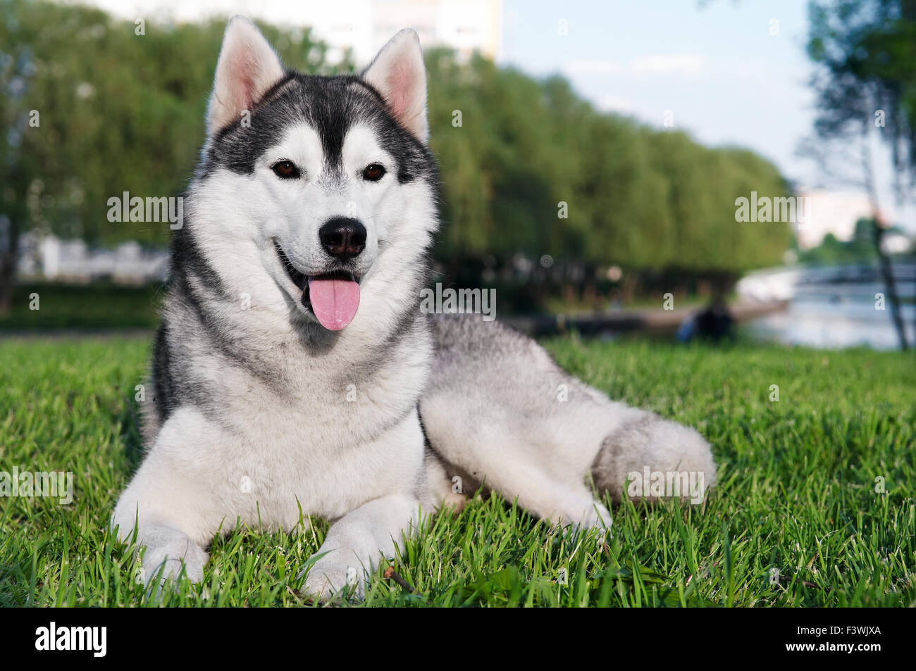 Husky cane sul prato verde Foto Stock