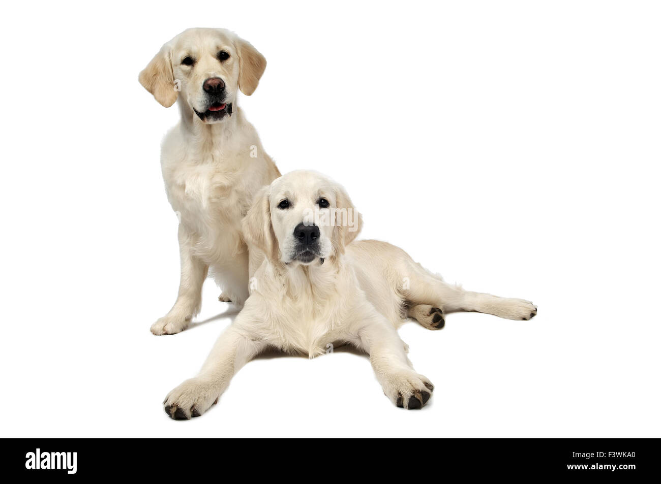 Golden Retriever purebread cane Foto Stock