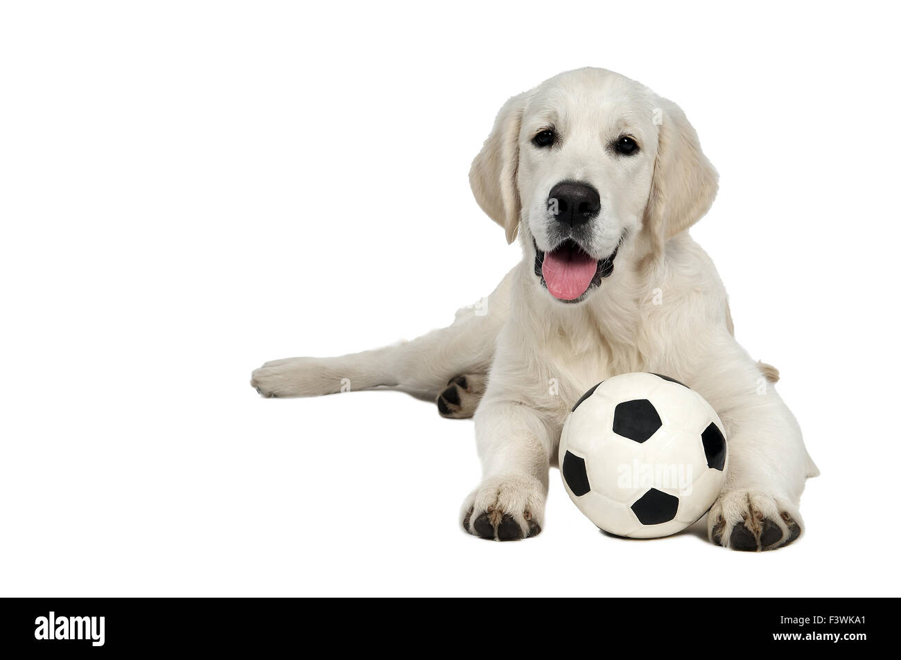 Golden Retriever purebread cane Foto Stock