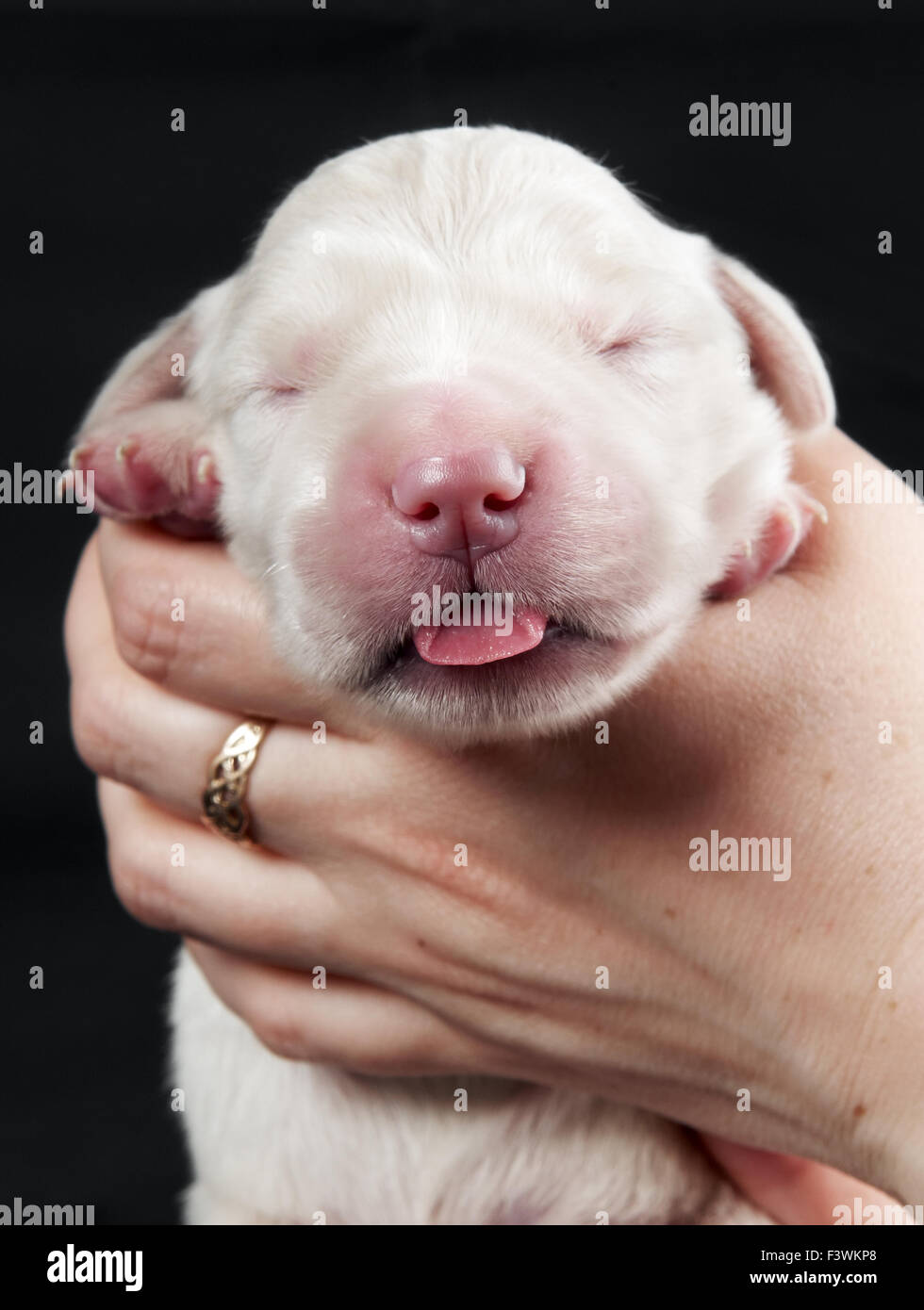 Cucciolo di cane appena nato immagini e fotografie stock ad alta