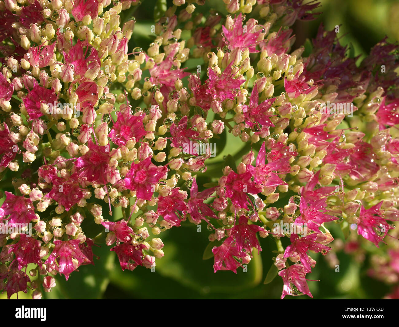 Sedum spectabile Lisa Foto Stock
