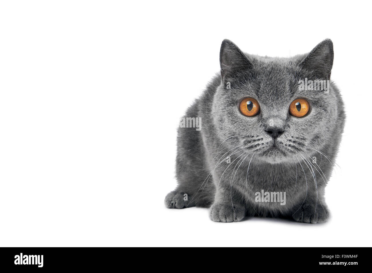British Shorthair cat isolato Foto Stock