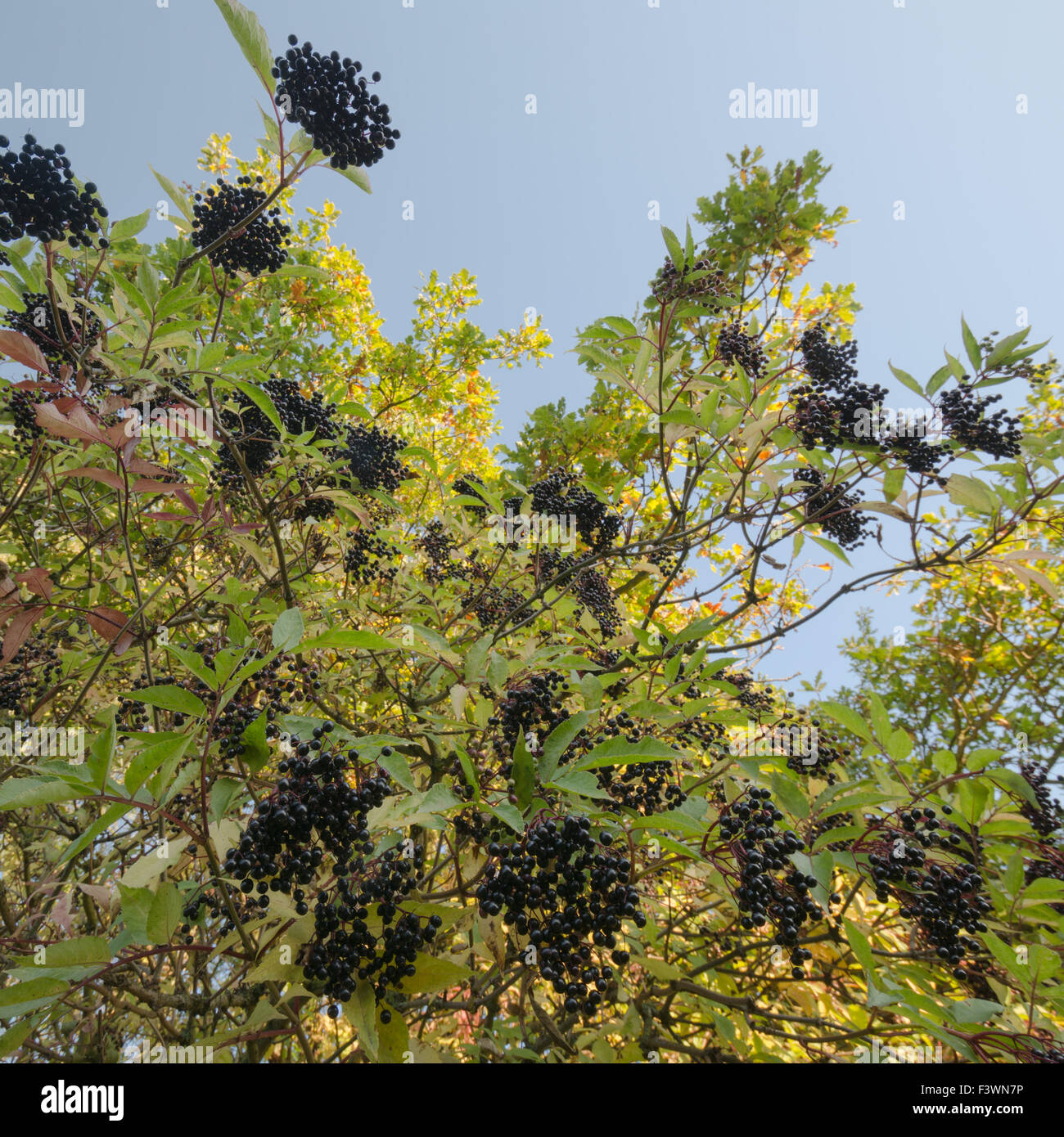 Il sambuco bush in autunno con maturi elder sambuchi sambuco frutti in inglese siepe Foto Stock