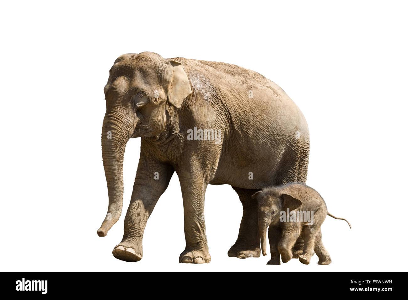 Il bambino e la madre elephant Foto Stock