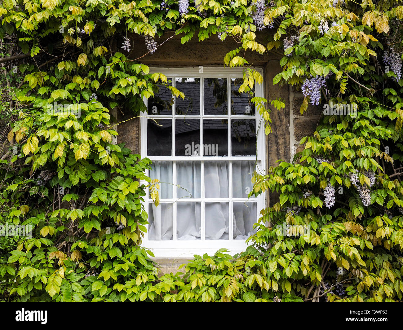 Finestra bianca telaio circondato da piante di glicine Derbyshire Inghilterra Foto Stock