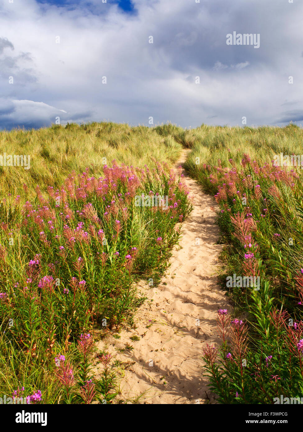 Sandy percorso attraverso le dune a Druridge Bay vicino a camminare in riva al mare sulla costa di Northumberland Inghilterra Foto Stock