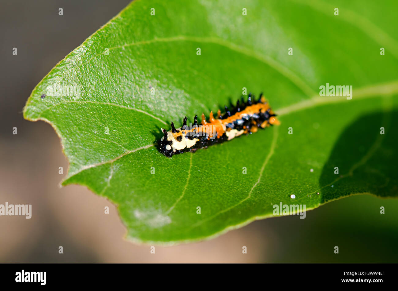 Una falena crawl caterpillar lungo un bordo del battente Foto Stock