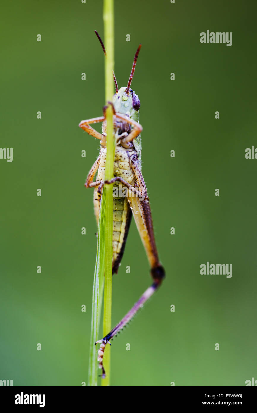 Grasshopper (Omocestus viridulus) Foto Stock