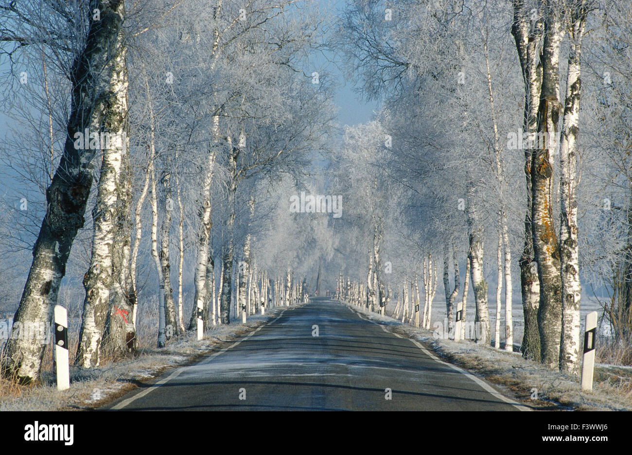 Betulla avenue in inverno Foto Stock